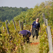 Afbeelding in Gallery-weergave laden, Bongiraud Istina SERVIË 🇷🇸