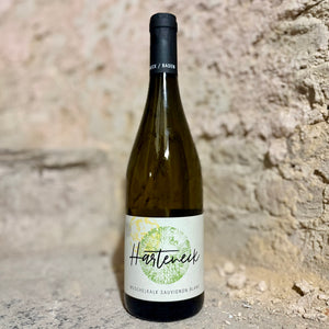 Harteneck MUSCHELKALK Sauvignon Blanc GERMANY 🇩🇪
