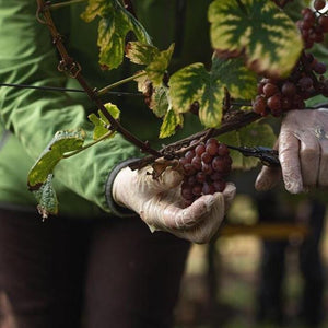 Krasna Hora Pinot Noir CZECHIA 🇨🇿